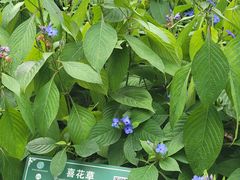 -广西壮族自治区药用植物园