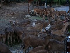 -清迈夜间动物园