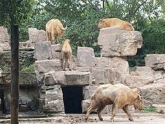 -上海野生动物园