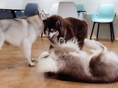 -Let's go狗咖·猫咖·奶狗·桌游(春熙路IFS店)