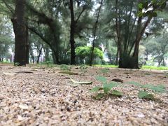 -马銮湾景区