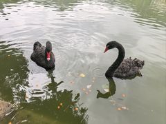 -珠海圆明新园