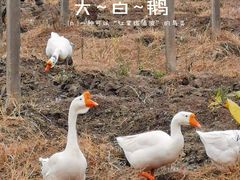 -菊园百果园