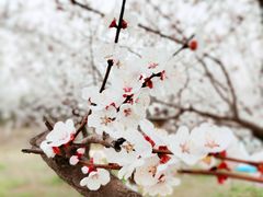 -汉长安城未央宫国家考古遗址公园