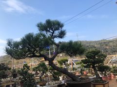 -大罗山风景区