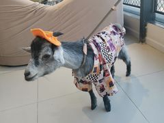 -怪兽屋·羊驼·猫咖·狗咖(俊华广场店)