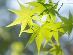 -复旦张江校区食堂