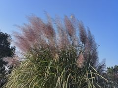 -径山花海