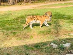 -横道河子东北虎林园