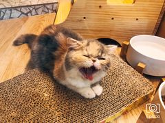 -momokira米努特·德文卷毛猫·棉花面纱犬