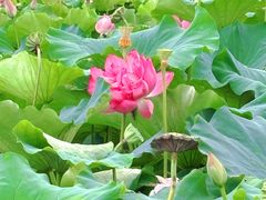 -荷塘月色湿地公园·向阳花洲