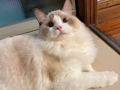 -momokira米努特·德文卷毛猫·棉花面纱犬