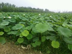 -万源龙顺度假庄园生态观光园