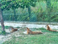 -上海野生动物园