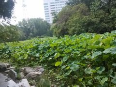 -莲湖公园
