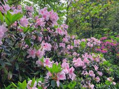 -铁山坪森林公园