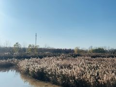 -盐城丹顶鹤湿地生态旅游区