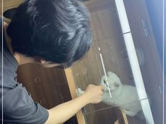 -喵百万·布偶·蓝金金渐层英短·猫舍(百子湾店)