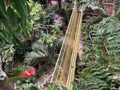 -正佳雨林生态植物园