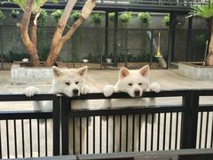 -TrueLove @ Neverland (Husky Cafe)