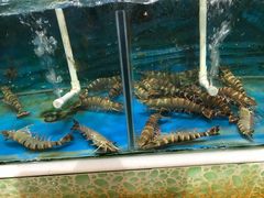 -御唐府海珊瑚主题餐厅