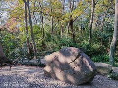 -上海佘山国家森林公园天马山园