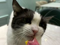-安格丽娜·狗咖·猫咖羊驼咖(春熙路百盛商场店)