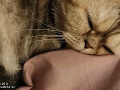 -more than meow吴止猫主题餐厅(承德 中船汇店)