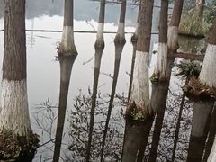 -重庆彩云湖湿地公园