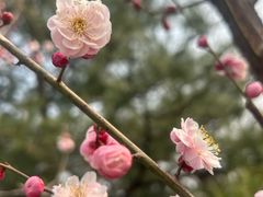 -北京鹫峰国家森林公园