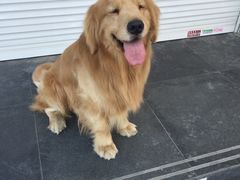 -爱宠屋pet shop·宠物洗澡·宠物美容