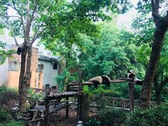 景点-成都大熊猫繁育研究基地