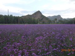 景点千家店花海-百里山水画廊