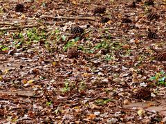 -南宁良凤江国家森林公园