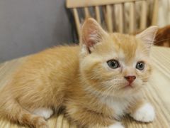 -楼上猫咖(罗湖店)