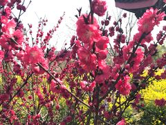 -南汇桃花村