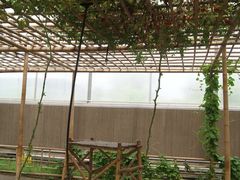 景点-观光南瓜园