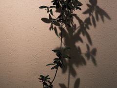 -Al Salam莫的三明治