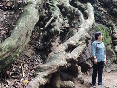-西双版纳原始森林公园