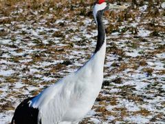 -盐城丹顶鹤湿地生态旅游区