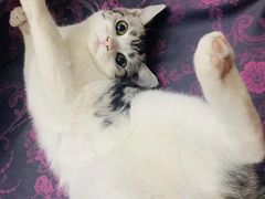 -灵美宠物诊所