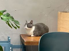 -吉丁鸟咖·异宠·寄养
