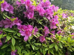 -庐山风景区花径公园