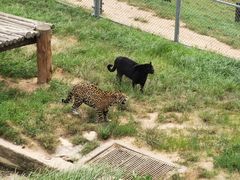 -西霞口神雕山野生动物世界