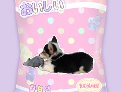 -瑞鹏宠物医院·猫科·宠保定点(梅溪湖分院)
