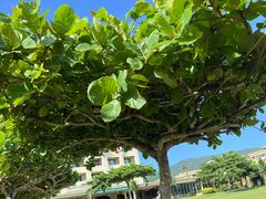 -渔家火锅·海鲜自助餐·演艺(亚龙湾天域酒店)