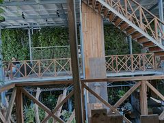 -Rainforest
