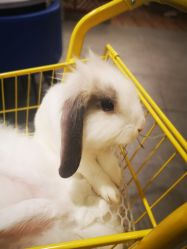 -萌兔星空蹦床撸兔馆