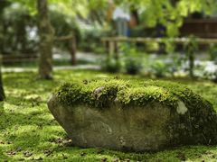 -西芳寺(苔寺)