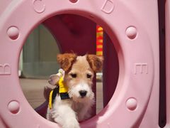 -百好乐宠物友好餐厅(朝外大街店)